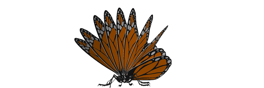Monarch butterfly model